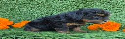 Mini Goldendoodle dogs for sale: Jenny - Ad 5