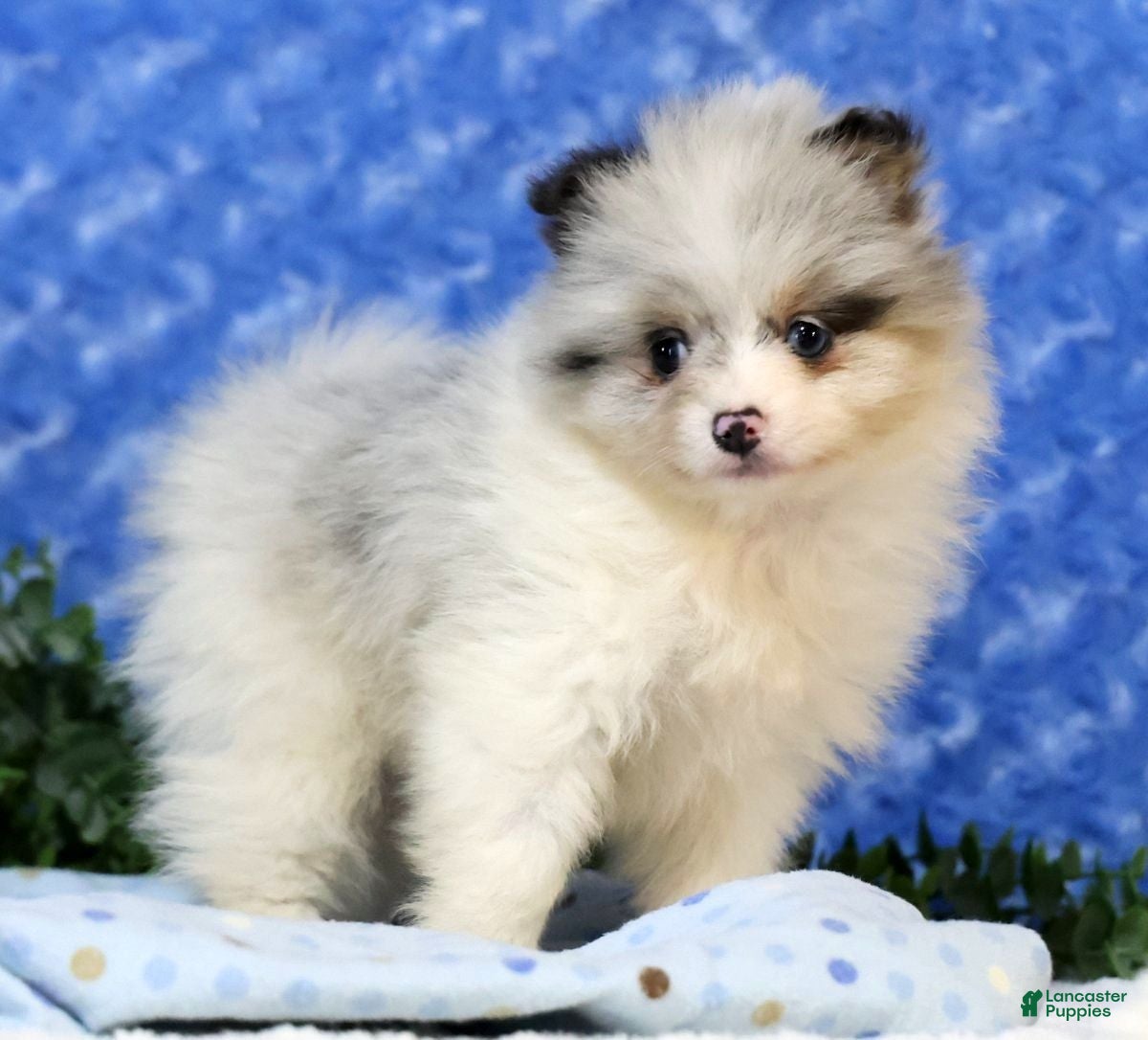 Pomeranian dogs Cooper - Ad 2