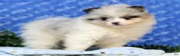 Pomeranian dogs for sale: Cooper - Ad 2