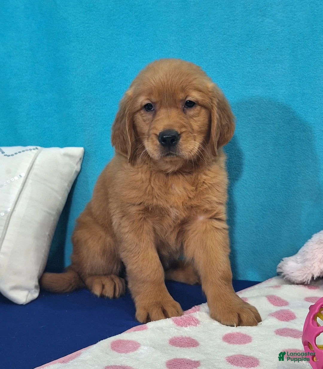 Golden Retriever dogs for sale: Heidi - Ad 2