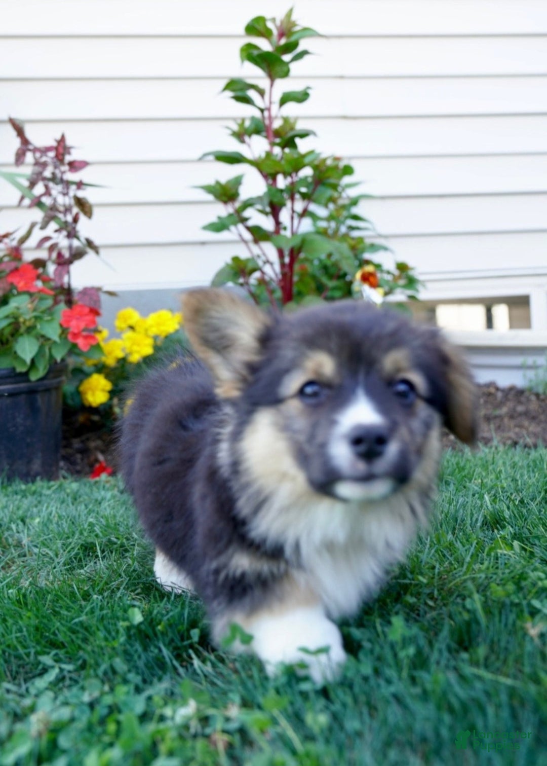 Welsh Corgi Pembroke dogs for sale: Randy 🌟 ADOPTION SPECIAL - Ad 7