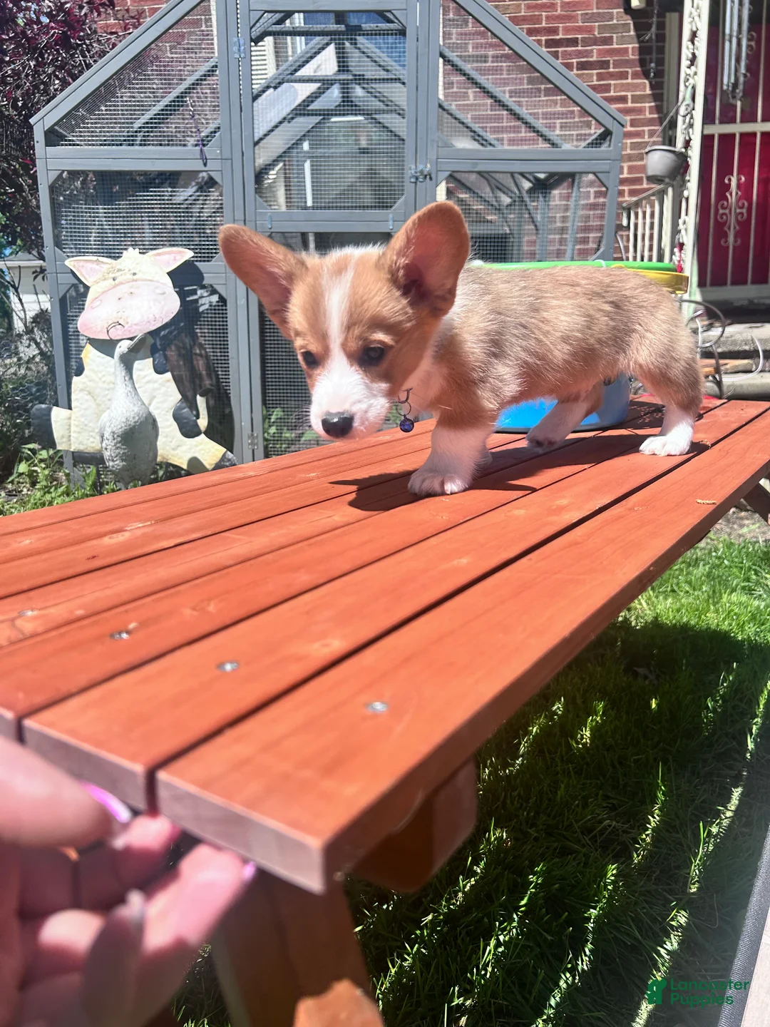 Welsh Corgi Pembroke dogs for sale: Dr. Dew - Ad 2