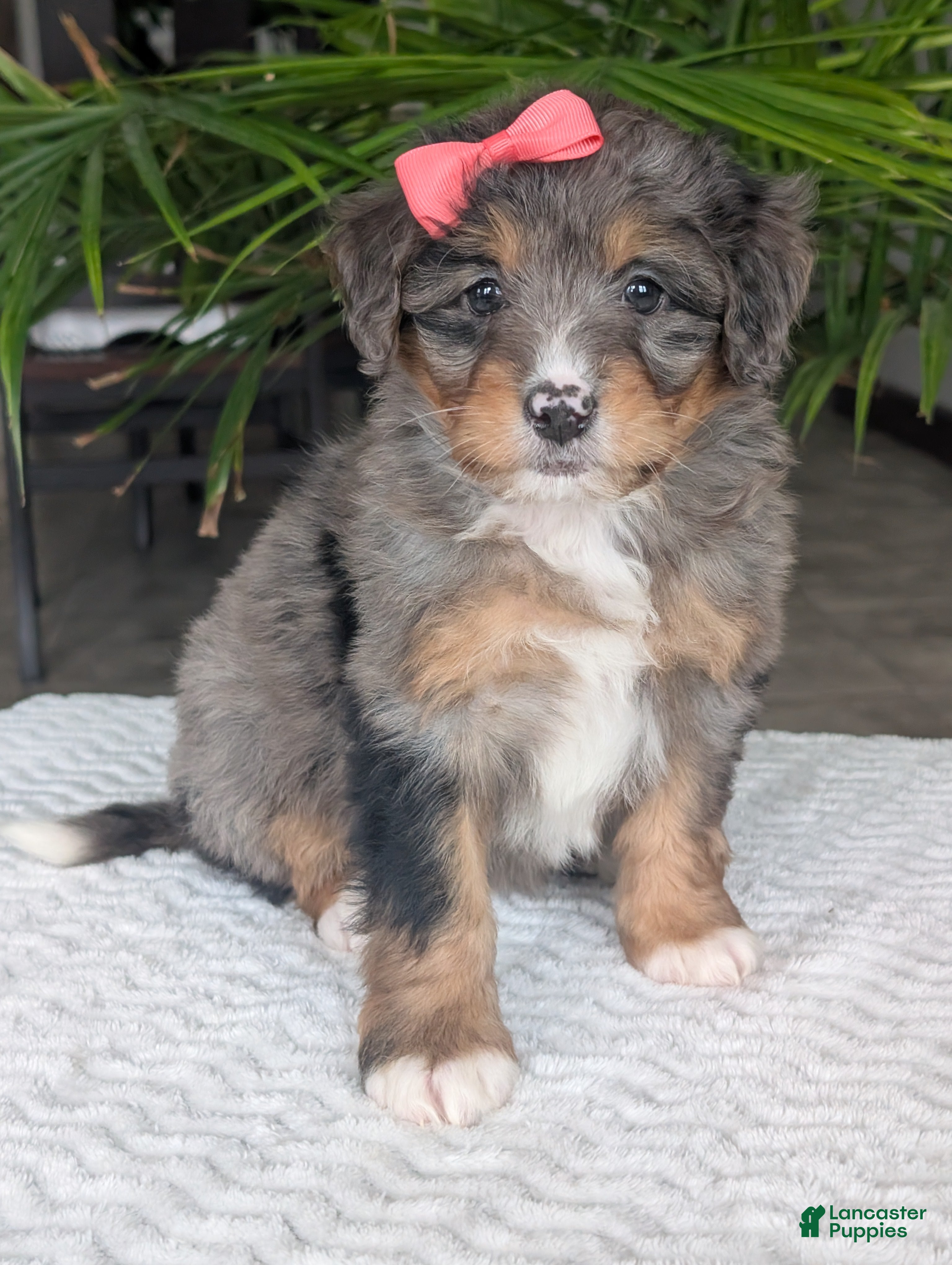 Mini Bernedoodle dogs Mini Skye  - Ad 1