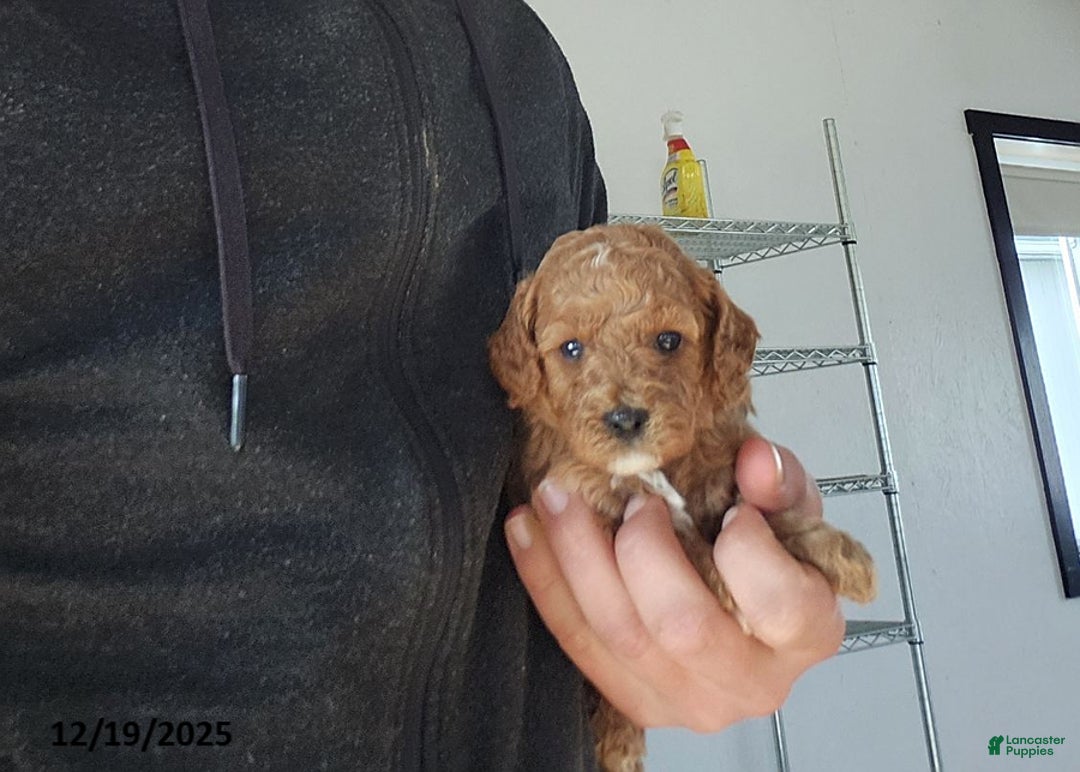 Cavapoo dogs for sale: Tribute - Ad 1