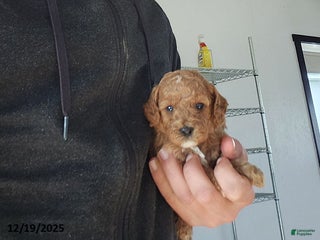 Cavapoo dogs Tribute - Ad 5