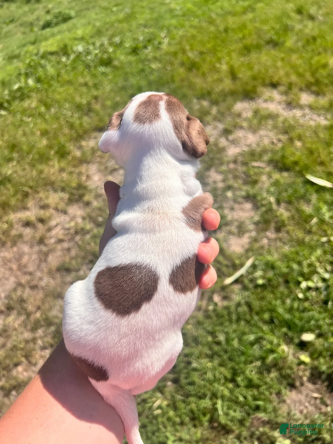 Chihuahua dogs for sale: Ace - Ad 2