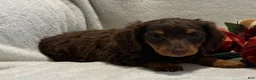 Miniature Dachshund dogs for sale: Polly - Ad 9