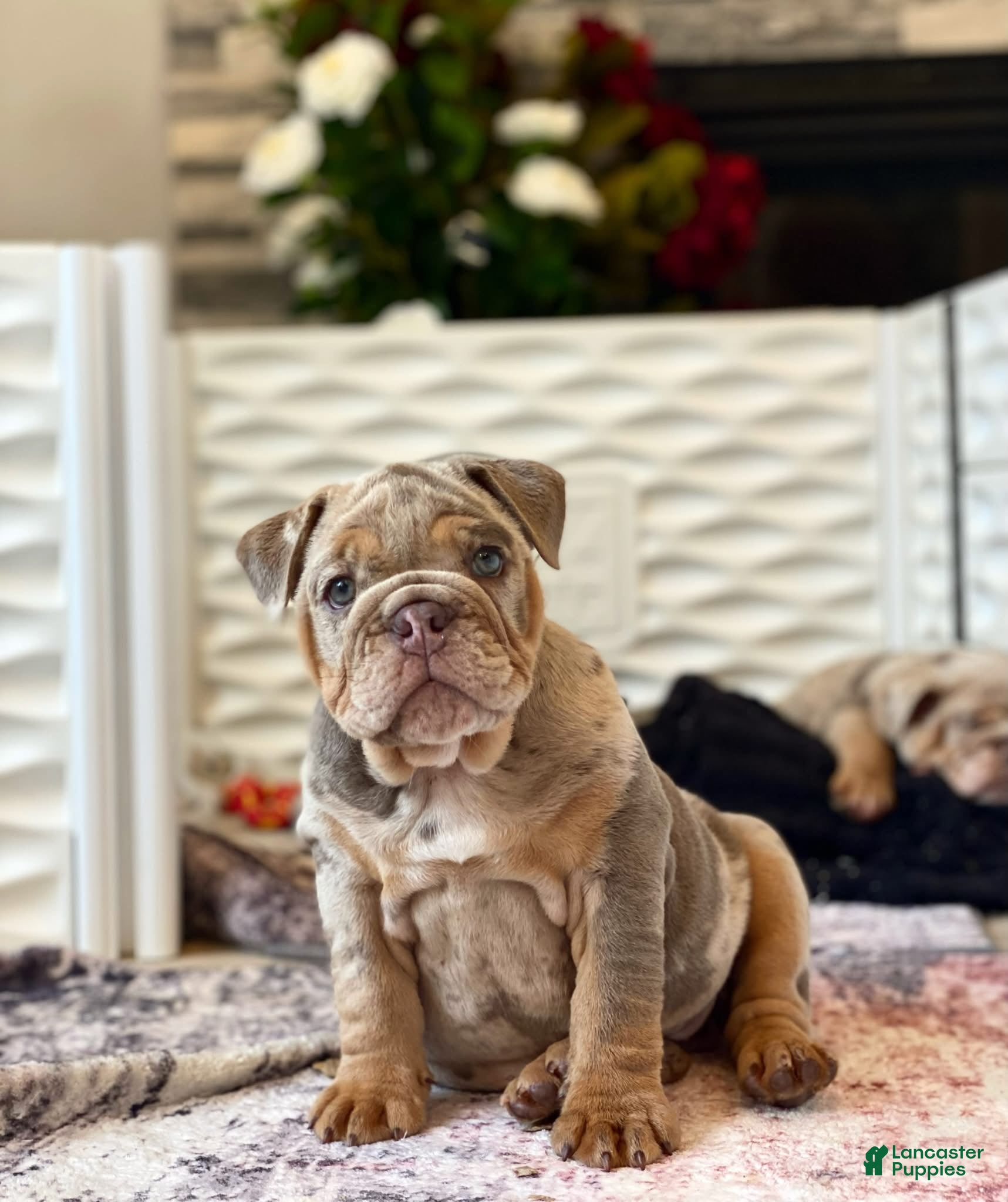 English Bulldog dogs for sale: ENID - Ad 33