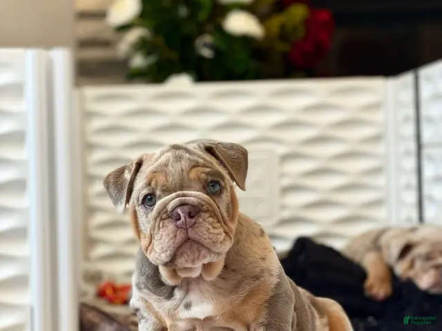 English Bulldog dogs for sale: ENID - Ad 33