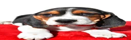 Beagle dogs for sale: Mike - Ad 4
