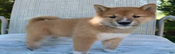 Shiba Inu dogs for sale: Leo - Ad 2