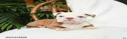 English Bulldog dogs for sale: Misty - Ad 4