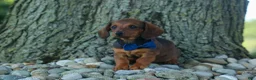 Miniature Dachshund dogs for sale: Hunter 💙🐾 - Ad 14