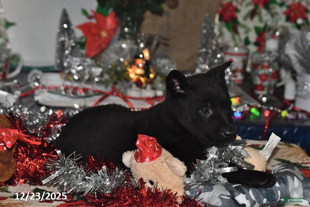 Belgian Malinois dogs for sale: Chase - Ad 4