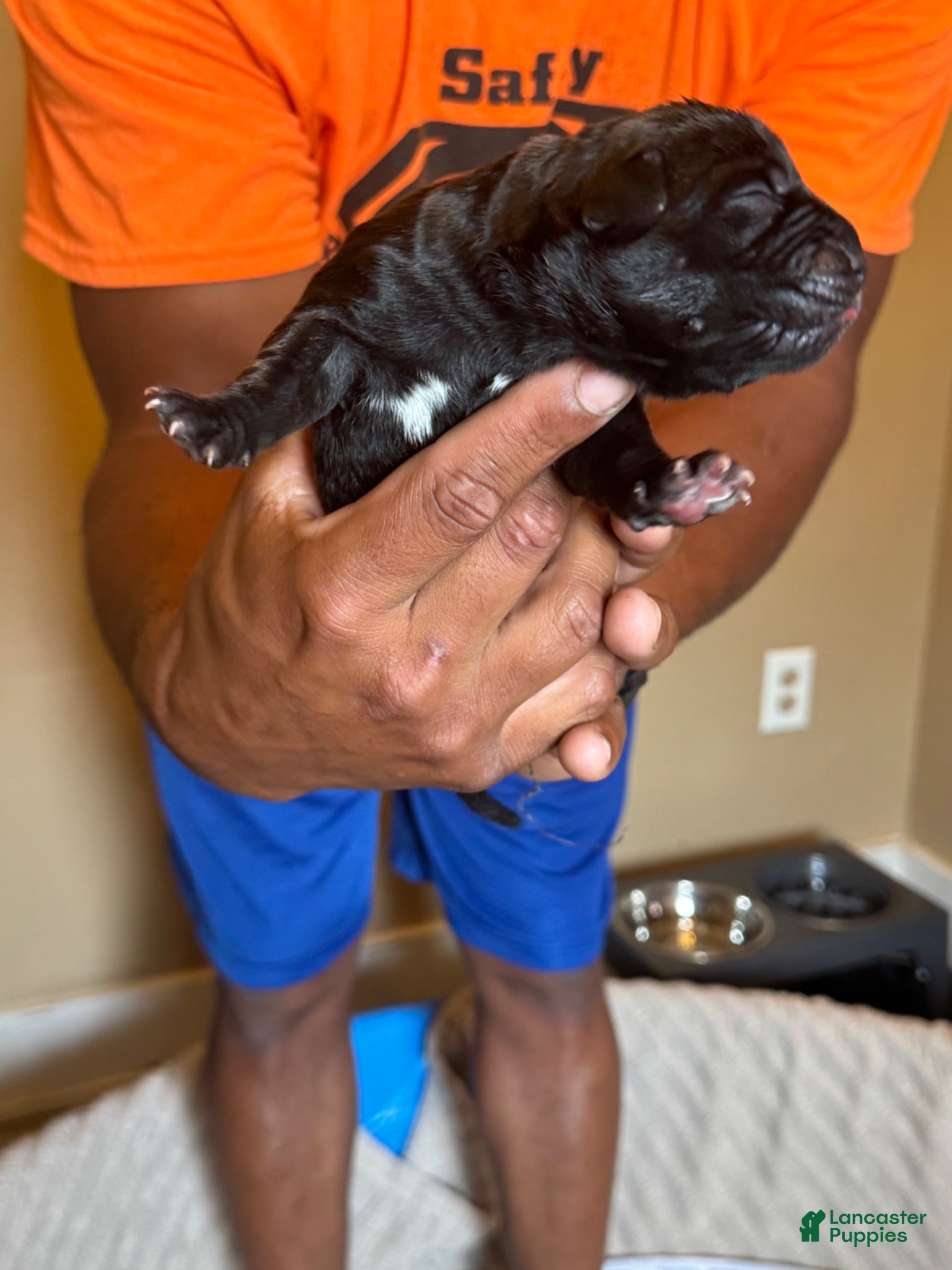 Cane Corso dogs Cane Corso 3 - Ad 21