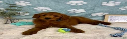 Mini Goldendoodle dogs for sale: Rueben  - Ad 3