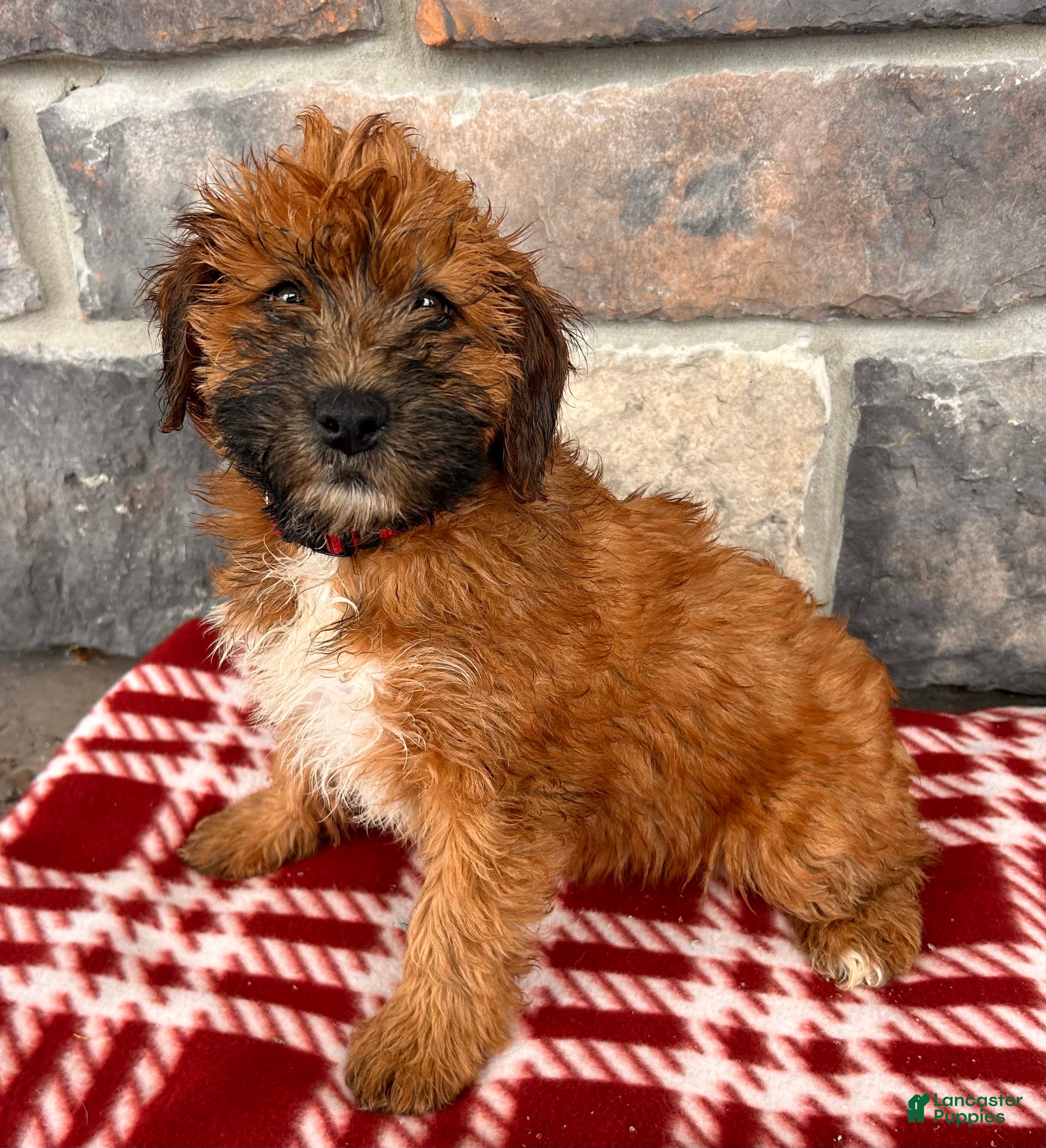 Whoodle dogs Winnie - Ad 5