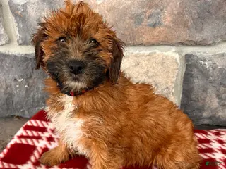 Whoodle dogs Winnie - Ad 5