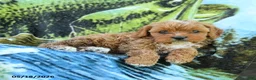 Cavapoo dogs for sale: Matt  - Ad 3