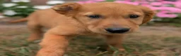 Golden Retriever dogs for sale: Abbott - Ad 5