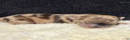 Chihuahua dogs for sale: Chihuahua 2 - Ad 9