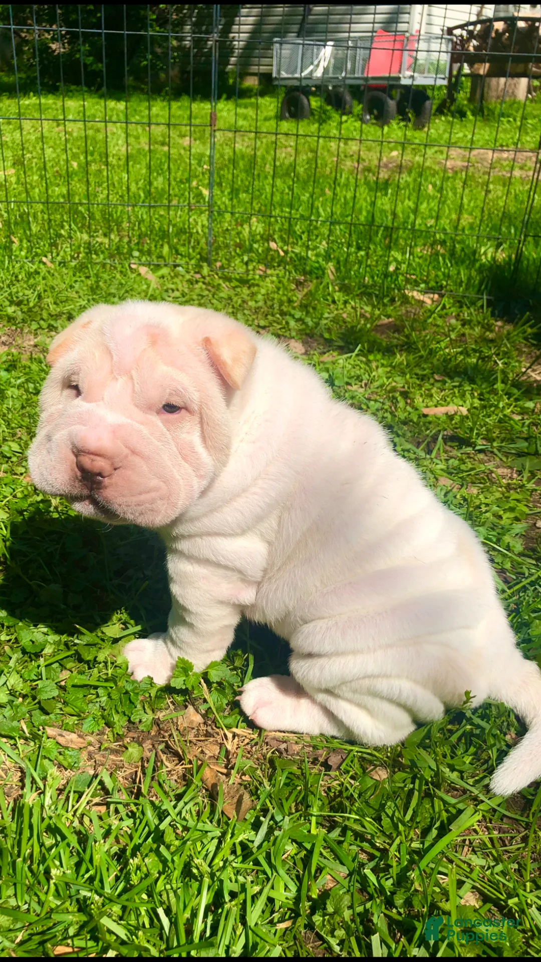 Shar Pei dogs for sale: Shar Pei Puppy 9 - Ad 1