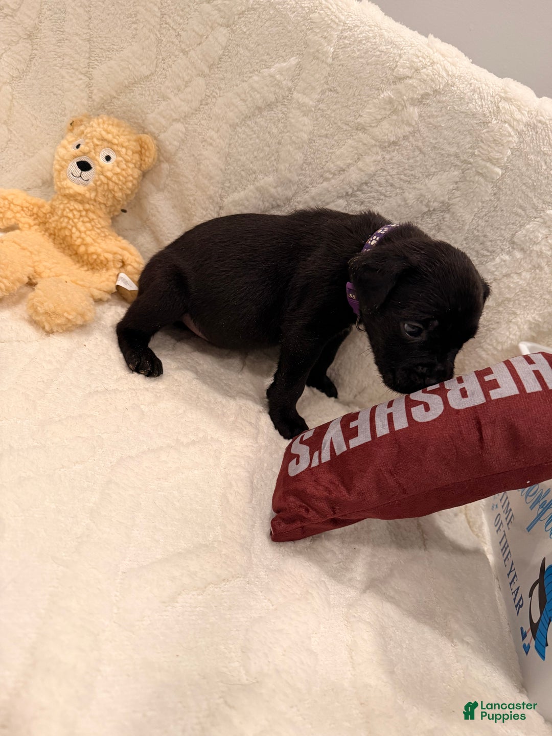 Cane Corso dogs for sale: Kaos (Purple) - Ad 5