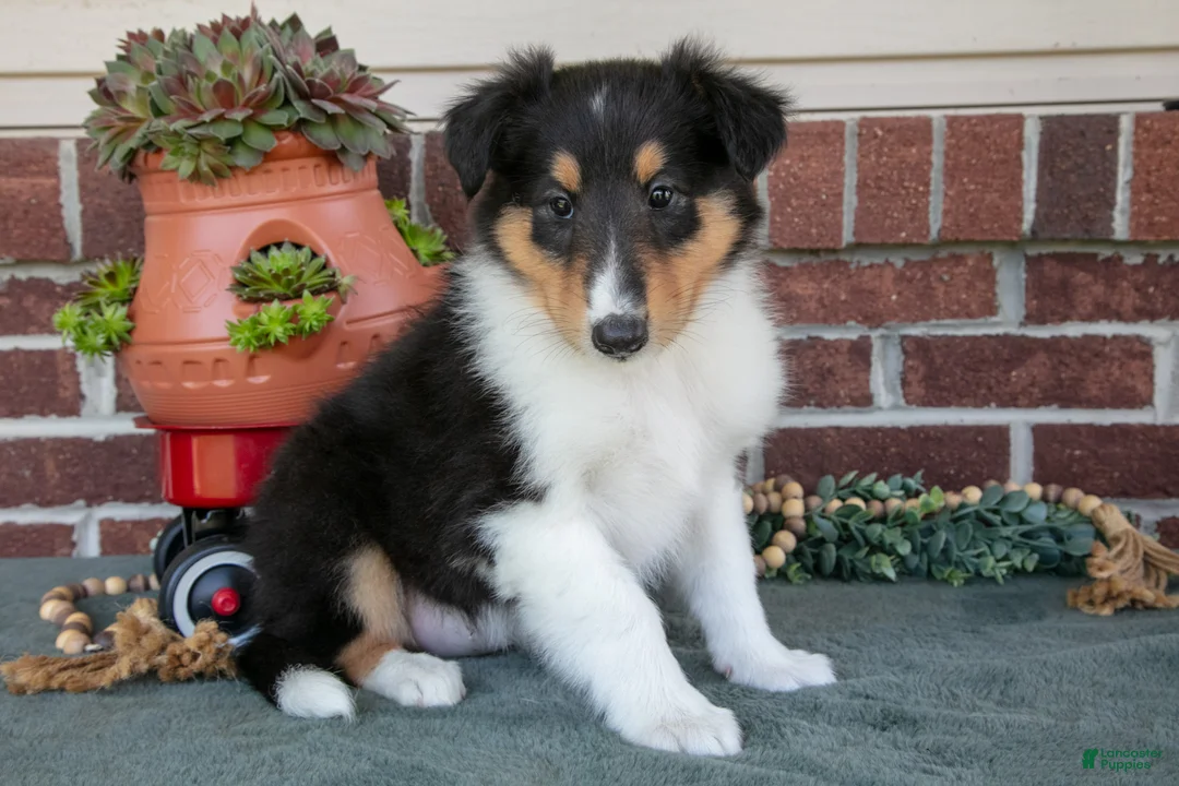 Collie dogs for sale: Lily - Ad 1