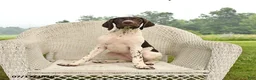 German Shorthaired Pointer dogs for sale: Gem  - Ad 3