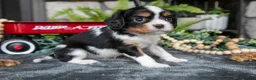 Cavalier King Charles Spaniel dogs for sale: Kyler - Ad 3