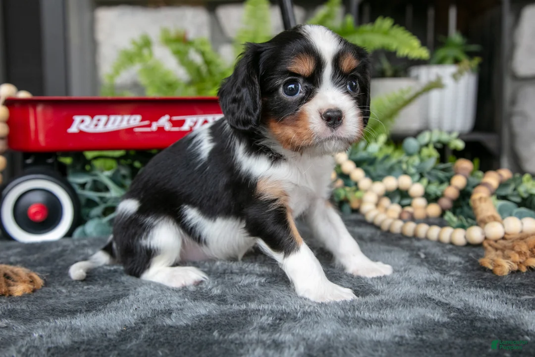 Cavalier King Charles Spaniel dogs for sale: Kyler - Ad 3