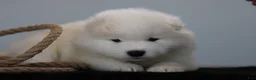 Samoyed dogs for sale: Ariat - Ad 3