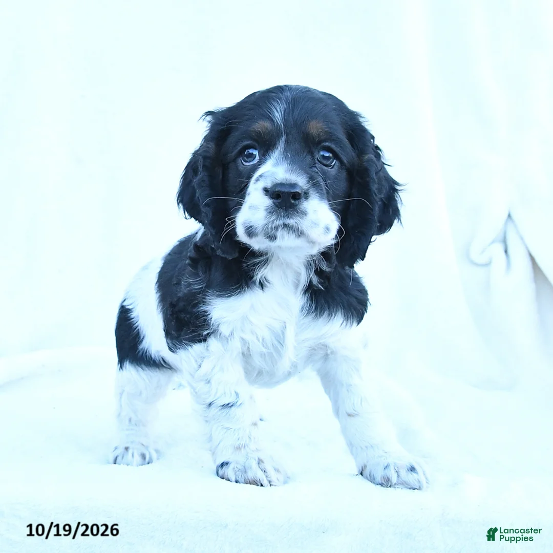 English Cocker Spaniel dogs for sale: Molly - Ad 2