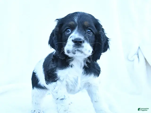 English Cocker Spaniel dogs for sale: Molly - Ad 2