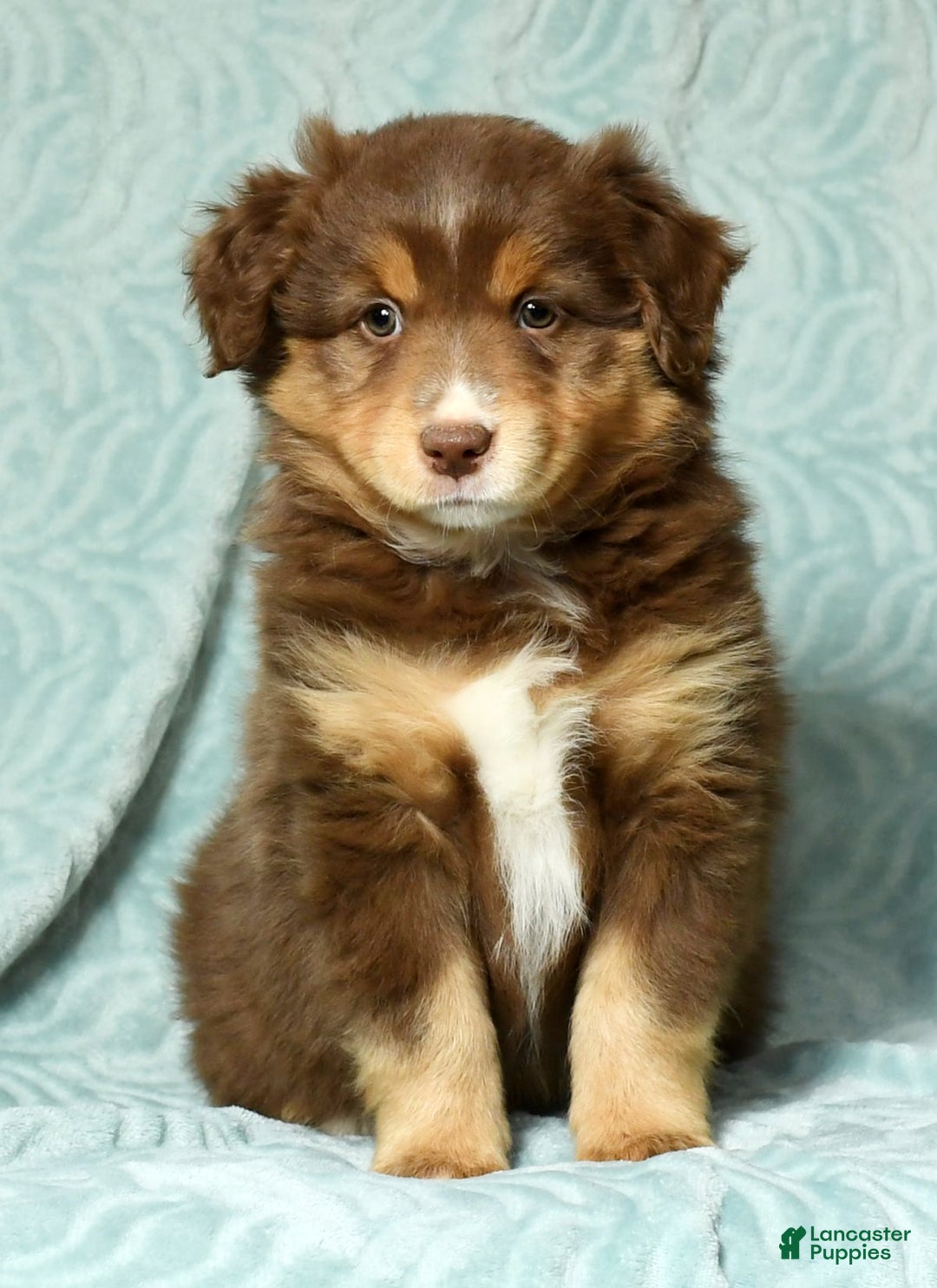 Australian Shepherd dogs for sale: Connie - Ad 7