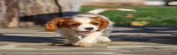 Cavalier King Charles Spaniel dogs for sale: Cash - Ad 7
