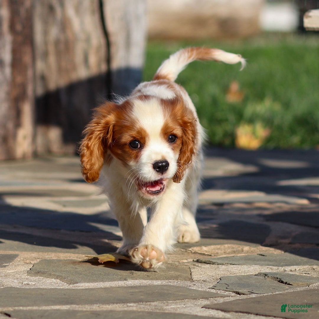 Cavalier King Charles Spaniel dogs for sale: Cash - Ad 7