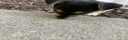 Jack Chi dogs for sale: Jack Chi Puppy 1 - Ad 6