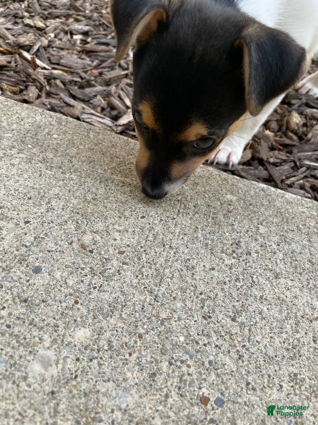 Jack Chi dogs for sale: Jack Chi Puppy 1 - Ad 6