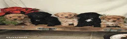 Sheltiedoodle dogs for sale: Sunshine - Ad 5