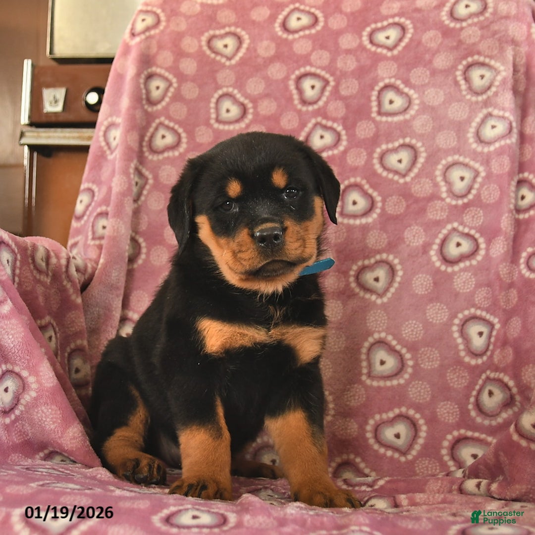 Rottweiler dogs for sale: Serena  - Ad 3