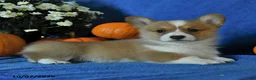 Welsh Corgi Pembroke dogs for sale: Kit - Ad 3