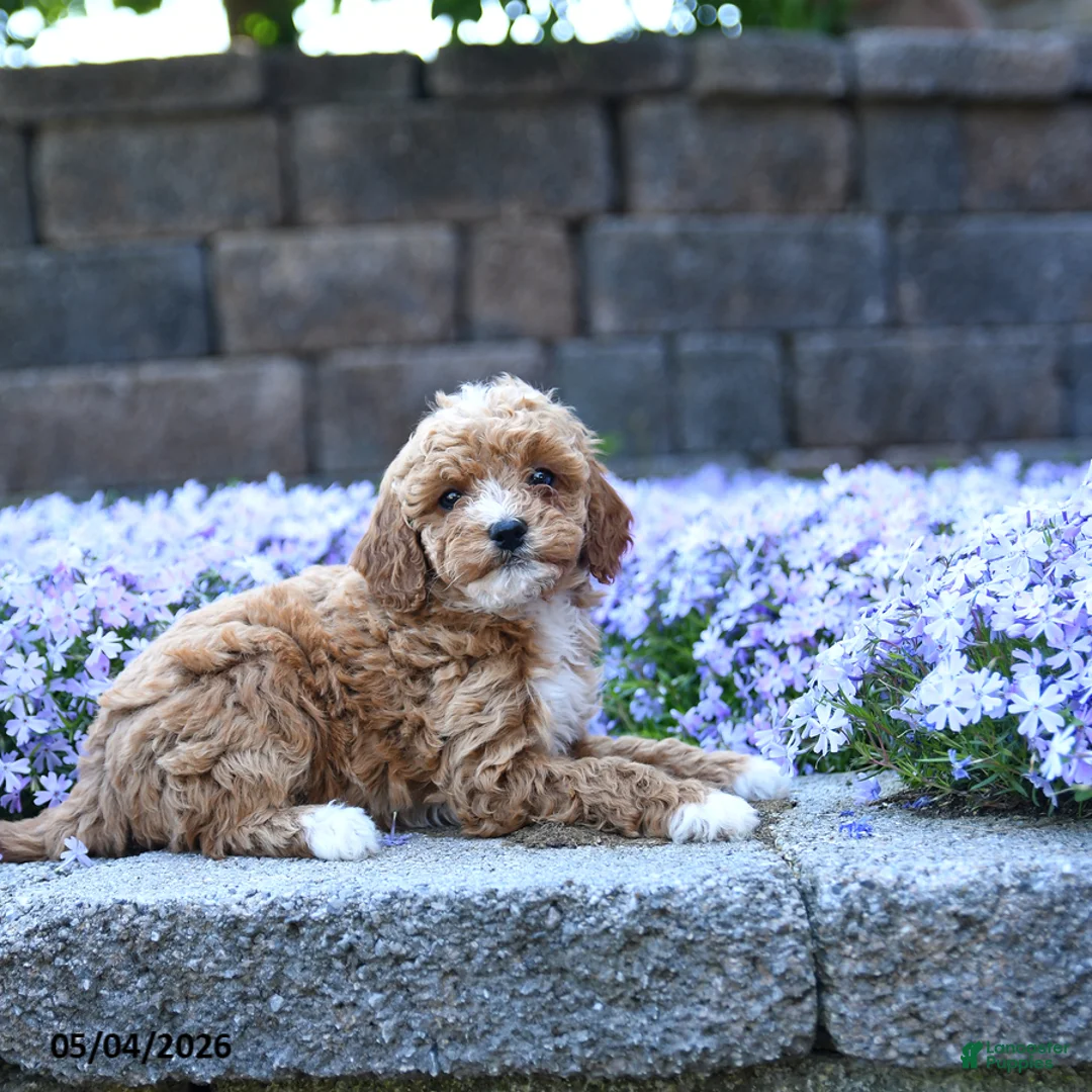 Toy Poodle dogs for sale: Rose  - Ad 2