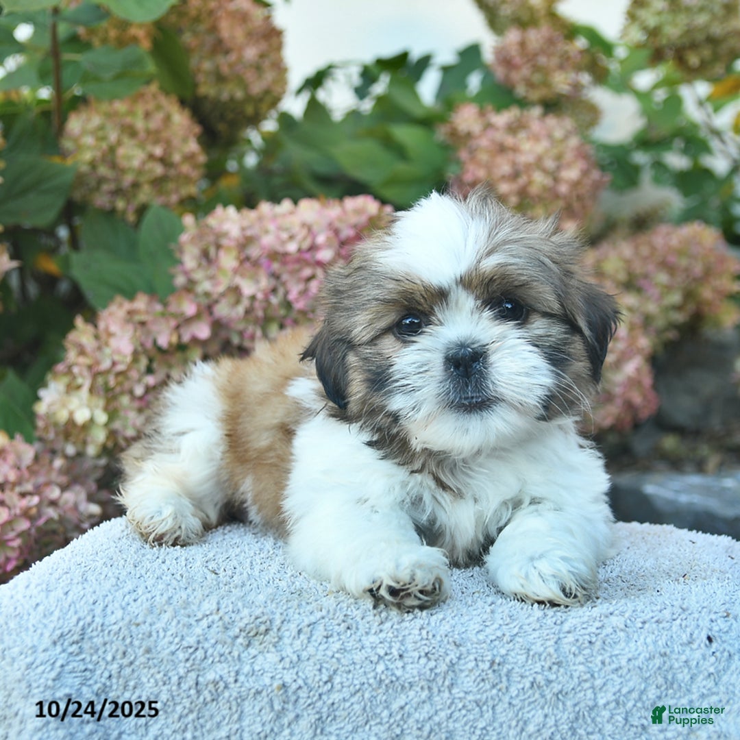 Shih Tzu dogs for sale: Rosie  - Ad 3