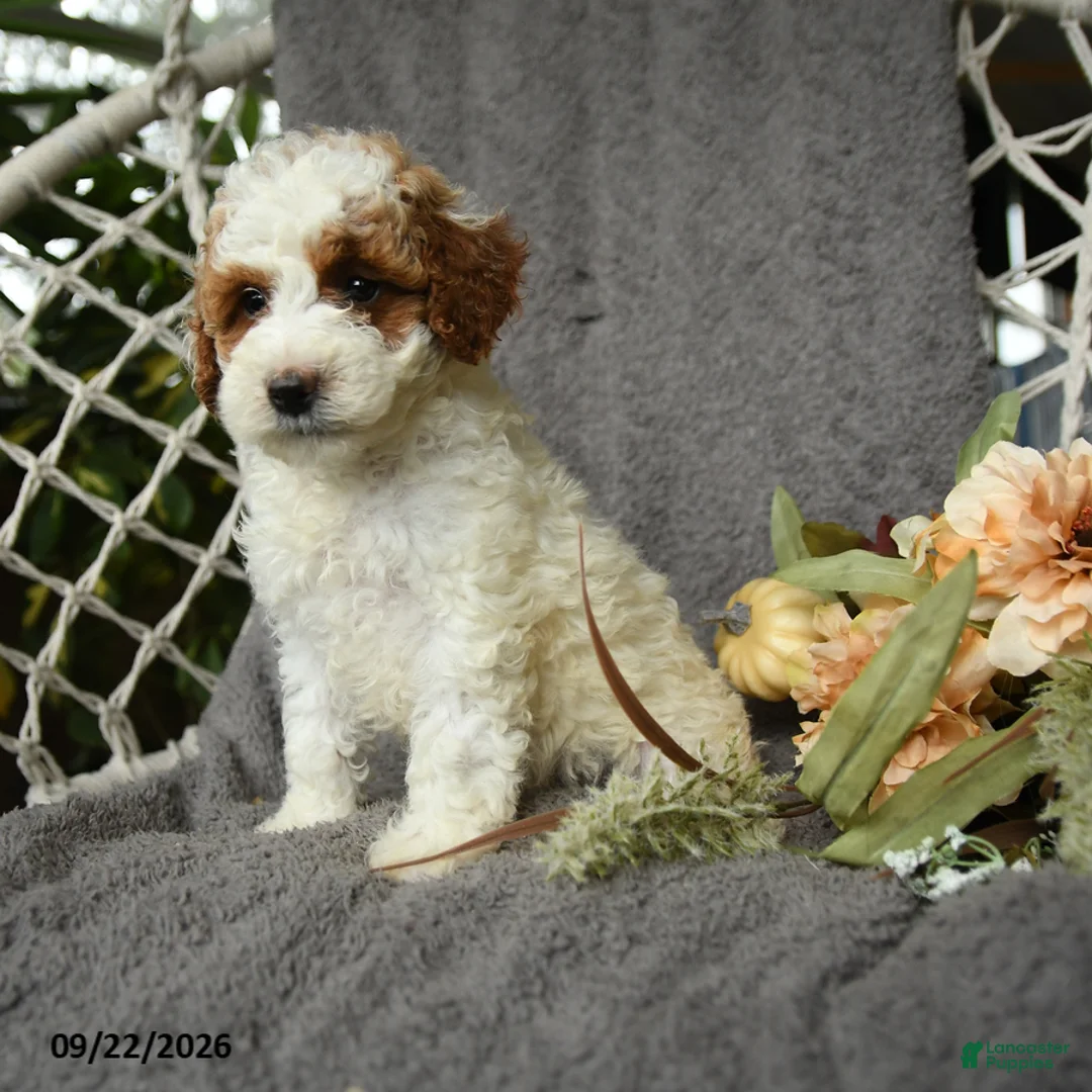 Goldendoodle dogs for sale: Gerldine - Ad 2