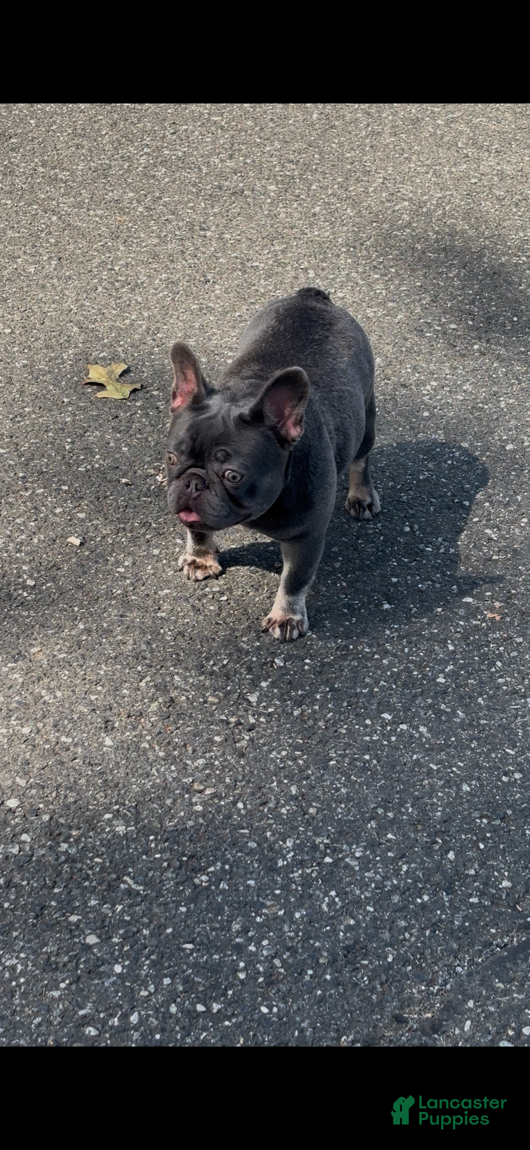 French Bulldog dogs for sale: French Bulldog Puppy 1 - Ad 4