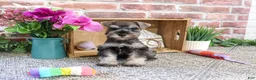Miniature Schnauzer dogs for sale: Winter - Ad 3