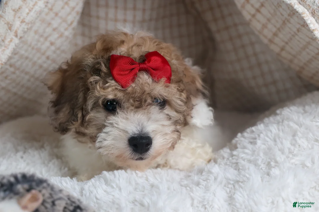 Bichpoo dogs for sale: Snickerdoodle - Ad 7