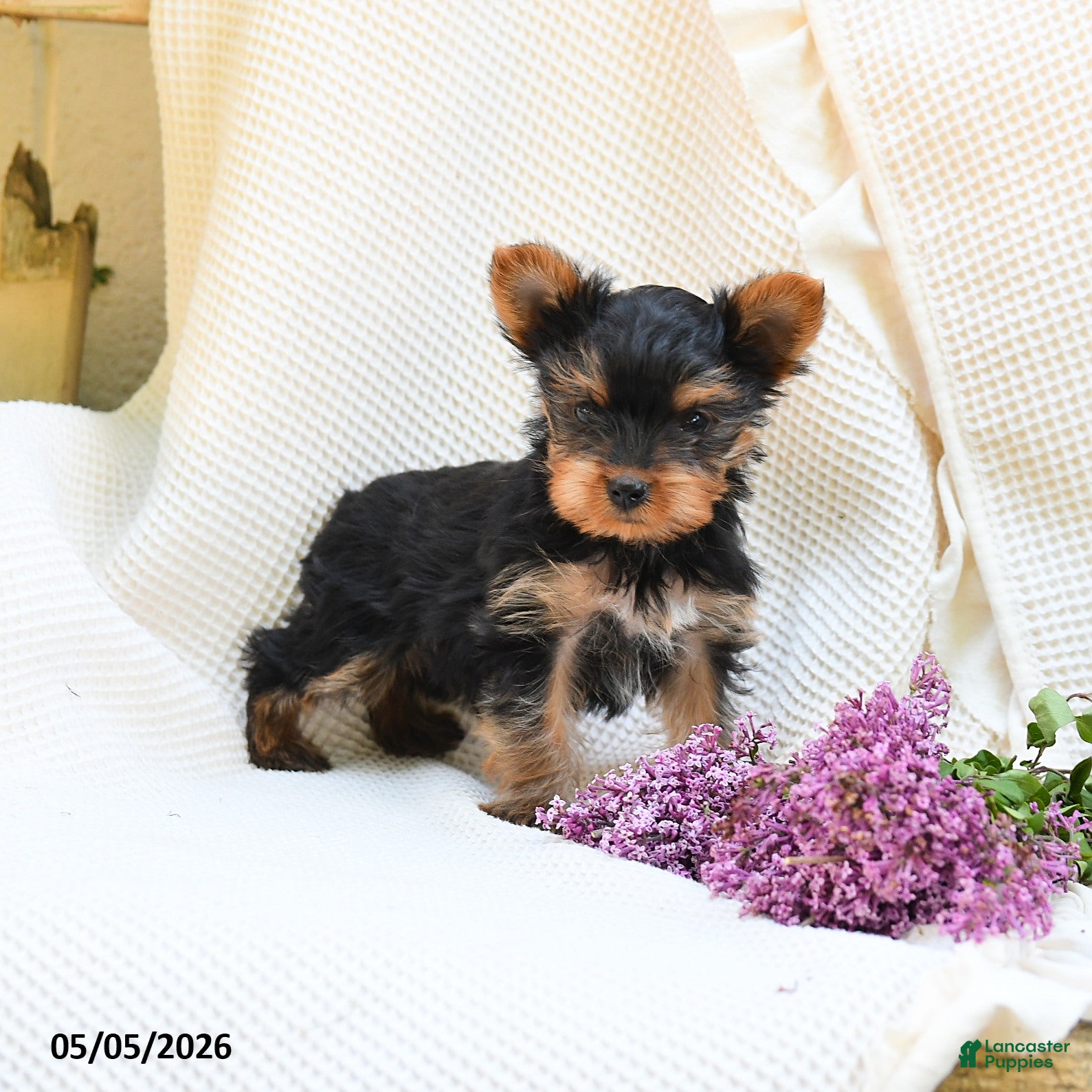 Yorkshire Terrier dogs Cricket - Ad 1