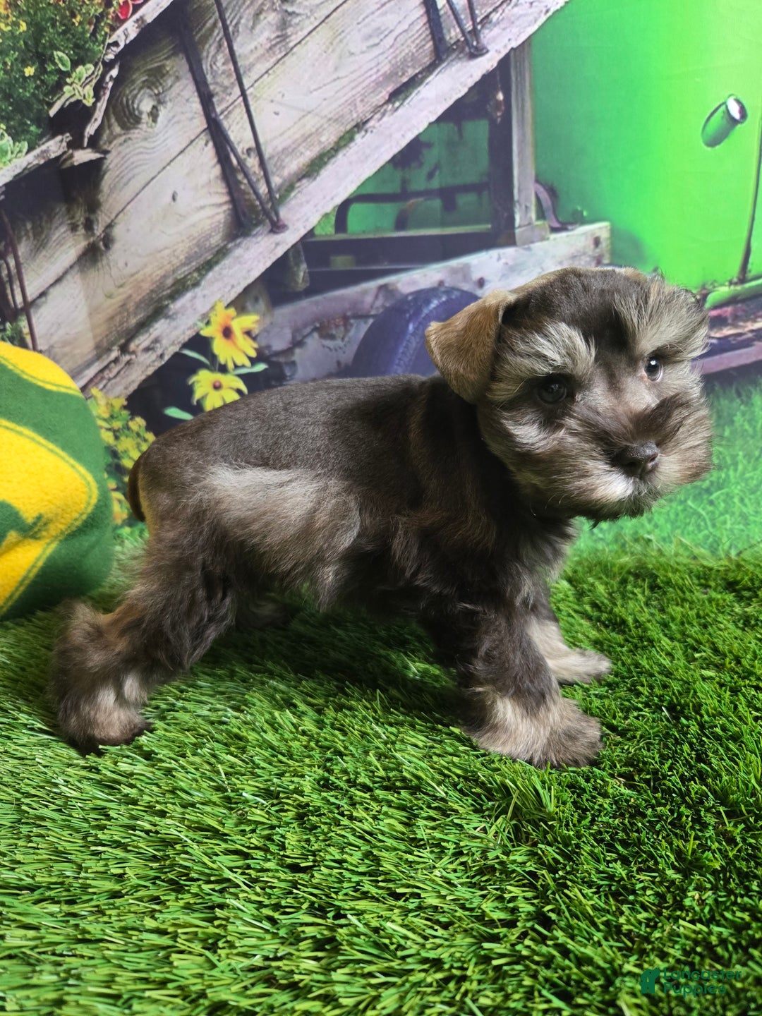 Miniature Schnauzer dogs for sale: Joseph - Ad 2